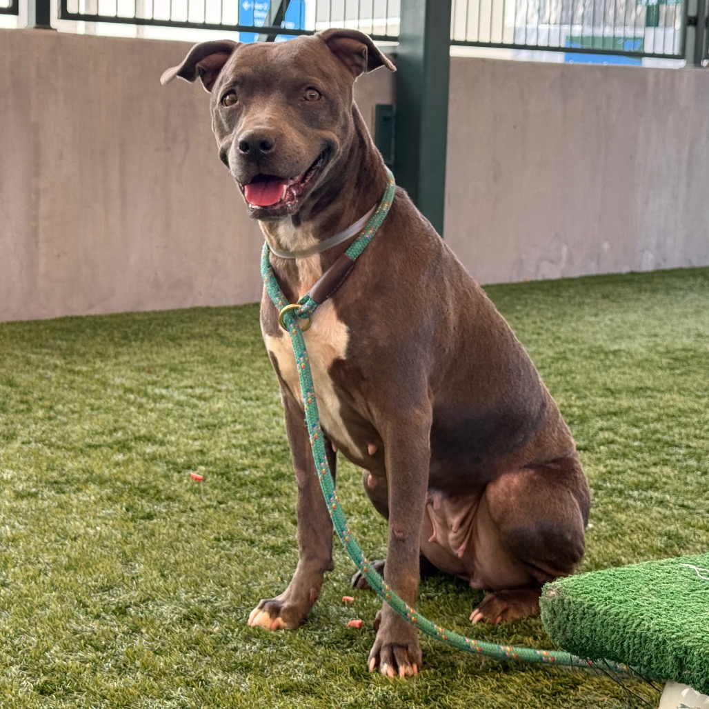 Shelter Stray Female Dog last seen , 361 S Raymond Ave, Pasadena, CA 91105, USA