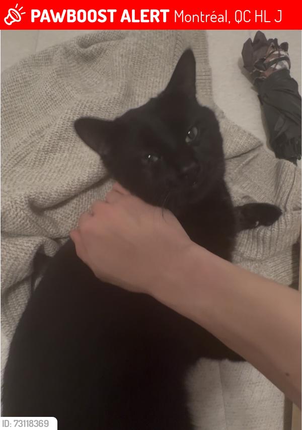 Lost Male Cat last seen Wolfe and Atataken, Montréal, QC H2L 3J3