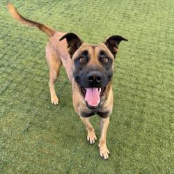 Shelter Stray Male Dog last seen , 361 S Raymond Ave, Pasadena, CA 91105, USA