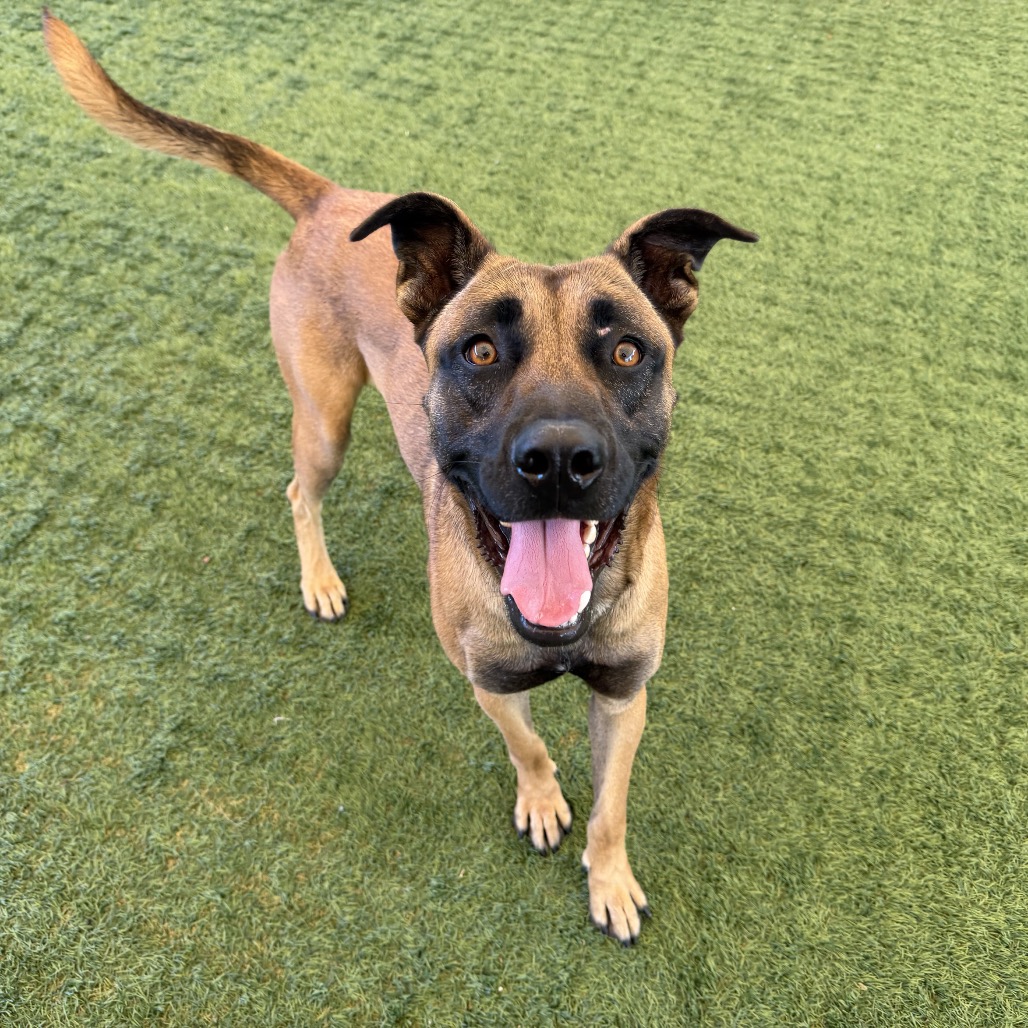 Shelter Stray Male Dog last seen , 361 S Raymond Ave, Pasadena, CA 91105, USA