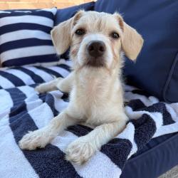 Shelter Stray Female Dog last seen , 3612 11th Ave, Los Angeles, CA 90018, USA