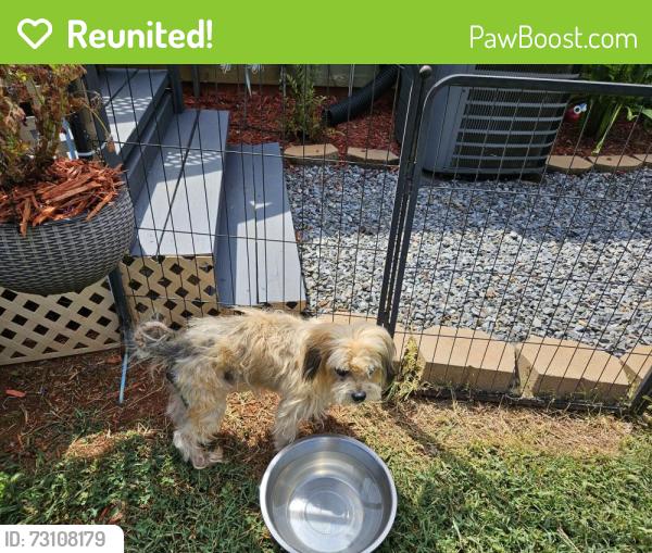 Reunited Male Dog last seen Long Shoals Rd, Gaston County, NC 28092