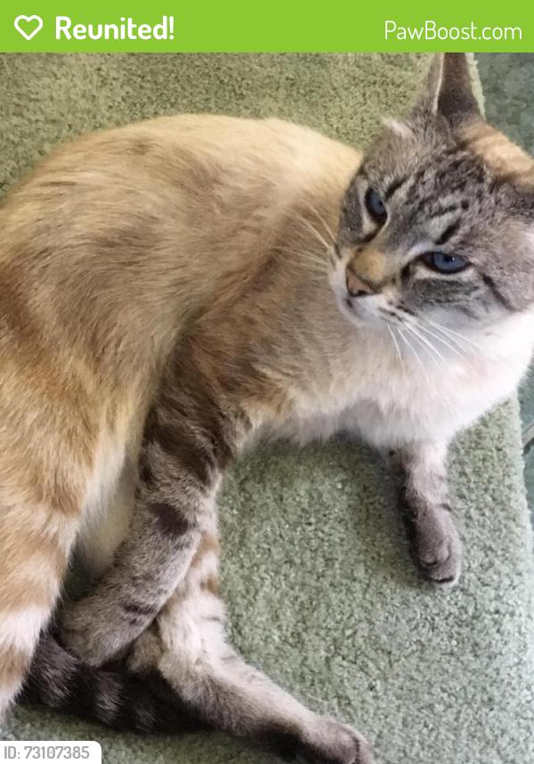 Reunited Male Cat last seen Near N 40th St. Seattle WA, Seattle, WA 98103