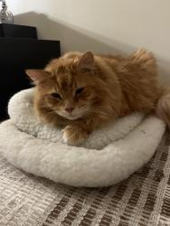 Lost Male Cat last seen Amara pl and Koval ln, Woodbridge, VA 22192