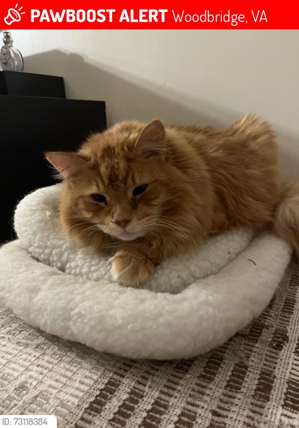 Lost Male Cat last seen Amara pl and Koval ln, Woodbridge, VA 22192