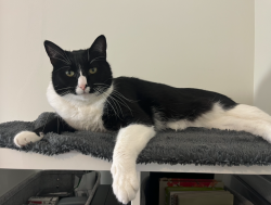 Reunited Male Cat last seen Rose and Walnut, Berkeley, CA 94709