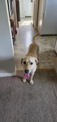 Reunited Female Dog last seen Norview Hugo & Defoe ave, Norfolk, VA 23513