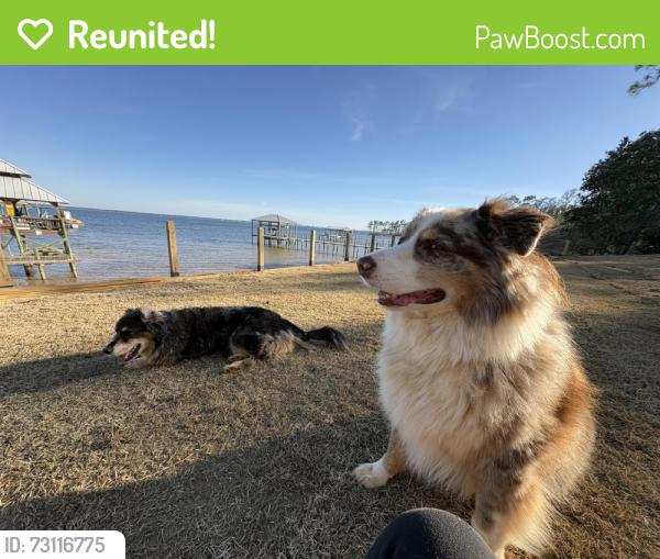 Reunited Male Dog last seen Palao Dr, Baldwin County, AL 36549