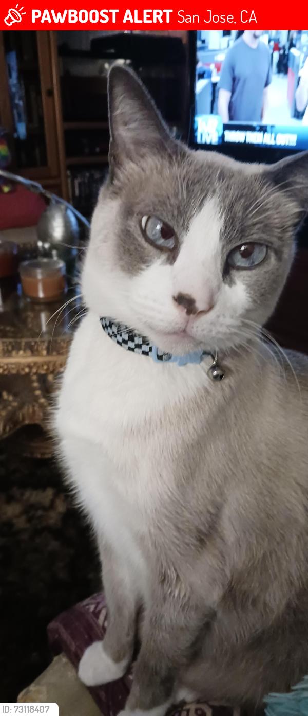 Lost Male Cat last seen Lisa lane, San Jose, CA 95134