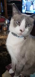 Lost Male Cat last seen Lisa lane, San Jose, CA 95134
