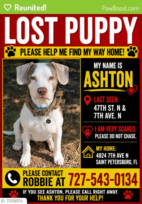 Reunited Male Dog last seen 49th st n and 7th Ave n, St. Petersburg, FL 33713