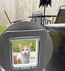Reunited Male Cat last seen Shenley park, Bartley Green, England 