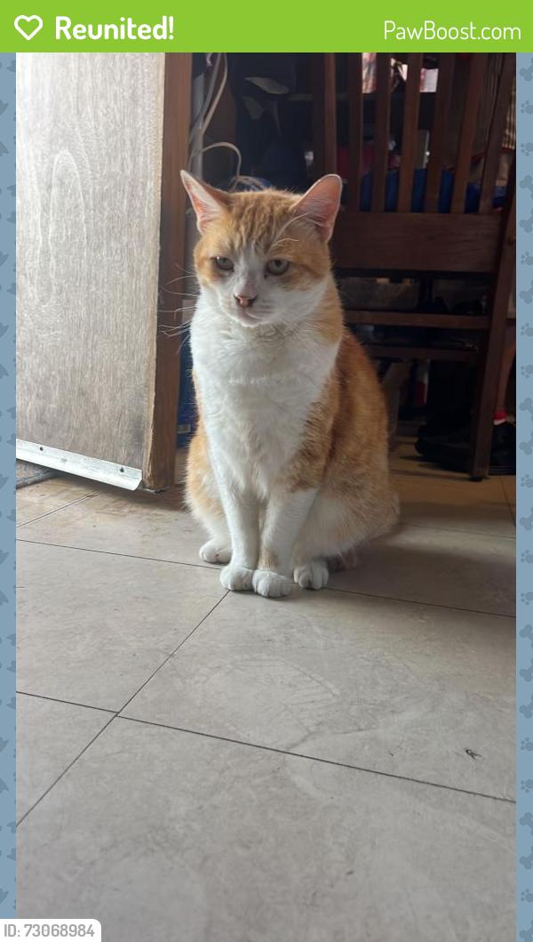 Reunited Male Cat last seen Broadway and Santa fe, Florence-Graham, CA 90255