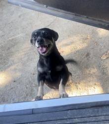 Reunited Female Dog last seen Near Rider St, Perris, CA 92570, USA, Perris, CA 92570