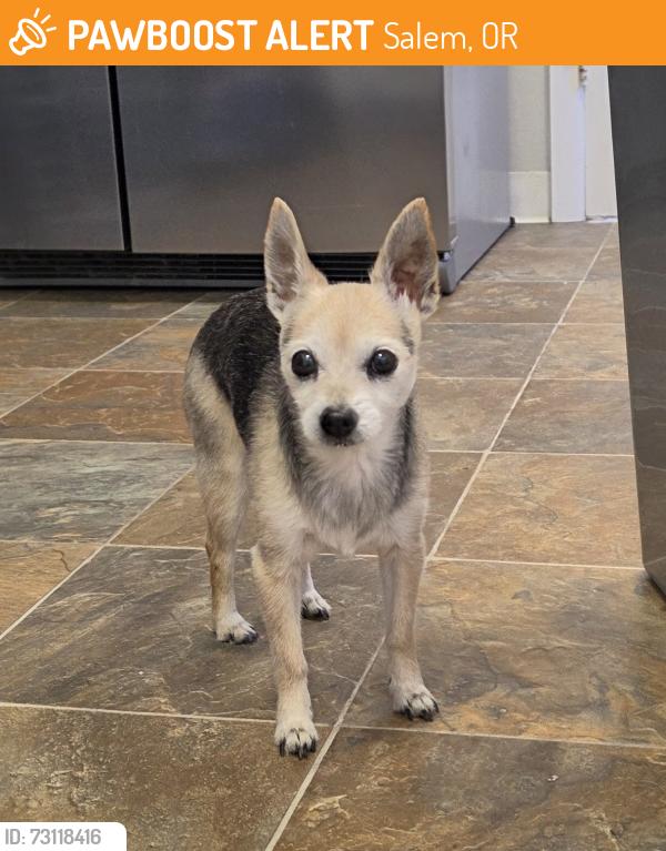 Found/Stray Female Dog last seen Commercial st se, Salem, OR 97302