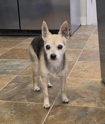 Found/Stray Female Dog last seen Commercial st se, Salem, OR 97302