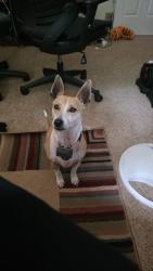 Reunited Male Dog last seen Nicholas Street, Maple Street Henderson NC, Henderson, NC 27536