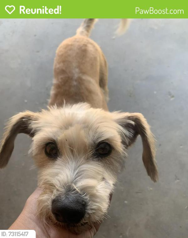 Reunited Female Dog last seen Palmetto Ave and Arrow Ave, Fontana, CA 92335