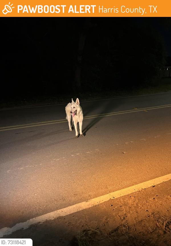 Found/Stray Unknown Dog last seen Jacaranda blossom way, Harris County, TX 77377