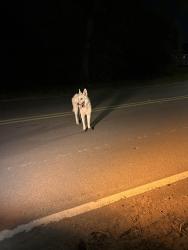 Found/Stray Unknown Dog last seen Jacaranda blossom way, Harris County, TX 77377
