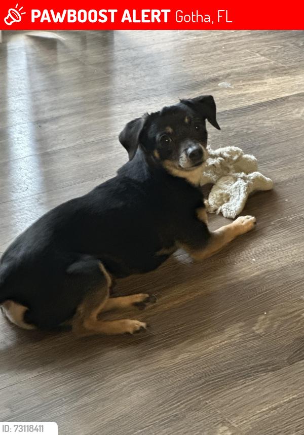 Lost Male Dog last seen Old Winter Garden Road/Bluford, Gotha, FL 34734