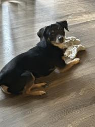 Lost Male Dog last seen Old Winter Garden Road/Bluford, Gotha, FL 34734
