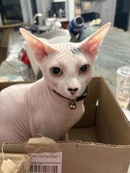 Reunited Male Cat last seen Ocean walk neighborhood area, Atlantic Beach, FL 32233
