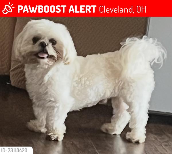 Lost Male Dog last seen Near west 85th st, Cleveland, OH 44102