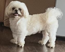Lost Male Dog last seen Near west 85th st, Cleveland, OH 44102