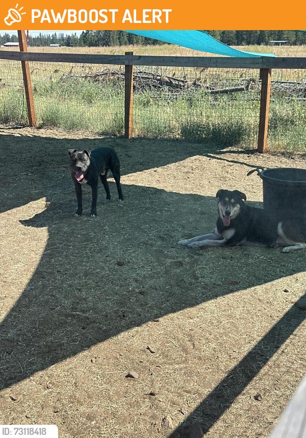 Found/Stray Male Dog last seen Hallett and Spotted, Spokane County, WA 99004