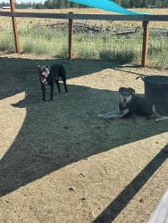 Found/Stray Male Dog last seen Hallett and Spotted, Spokane County, WA 99004