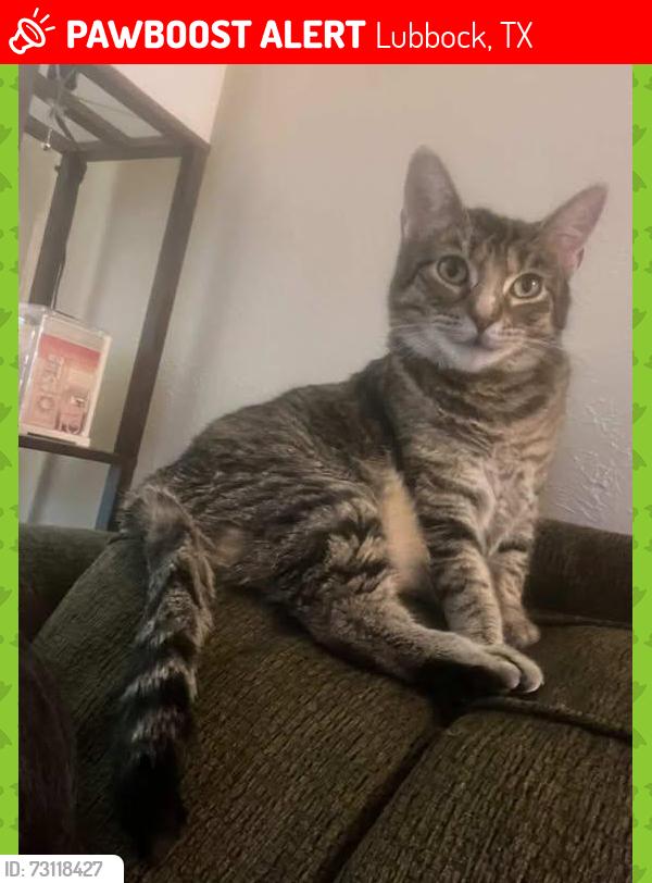 Lost Female Cat last seen Near E 1st street lubbock tx 79403, Lubbock, TX 79403