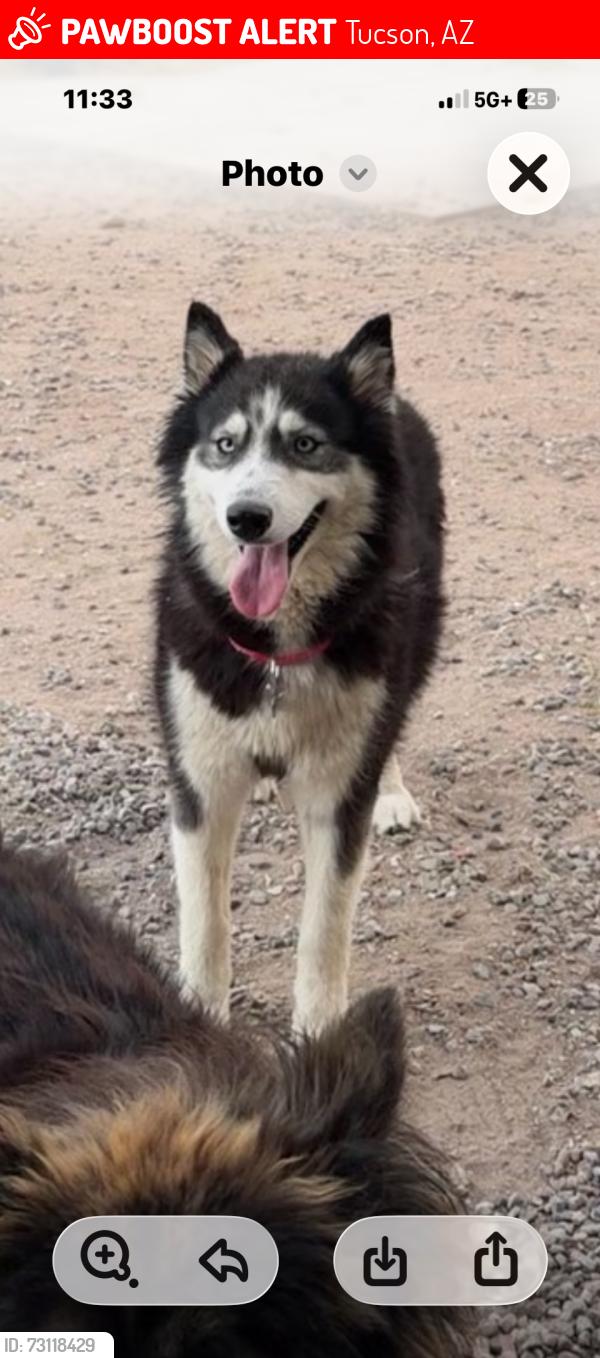 Lost Female Dog last seen Welmot/speedway, Tucson, AZ 85712