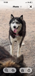 Lost Female Dog last seen Welmot/speedway, Tucson, AZ 85712