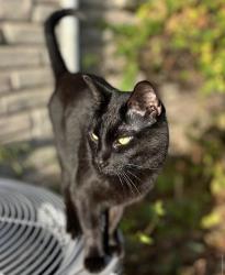 Reunited Female Cat last seen Near Central Pkwy, O'Fallon, MO 63366, USA, O'Fallon, MO 63366