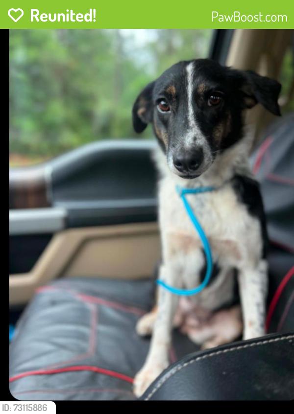 Reunited Female Dog last seen Garrett Pitt near Antioch Elementary School, Crestview, FL 32536