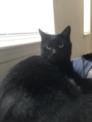 Lost Male Cat last seen copper beech townhouses, Bowling Green, OH 43402