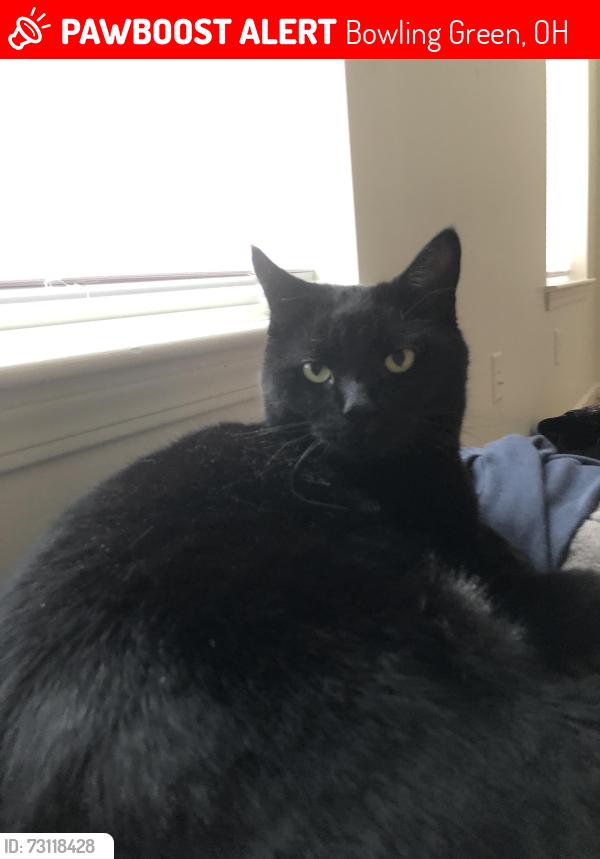 Lost Male Cat last seen copper beech townhouses, Bowling Green, OH 43402
