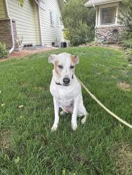 Reunited Female Dog last seen 67th Ave, Greeley, CO 80634