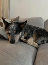 Reunited Female Dog last seen Near & 2, Surrey, BC V3Z 9R9