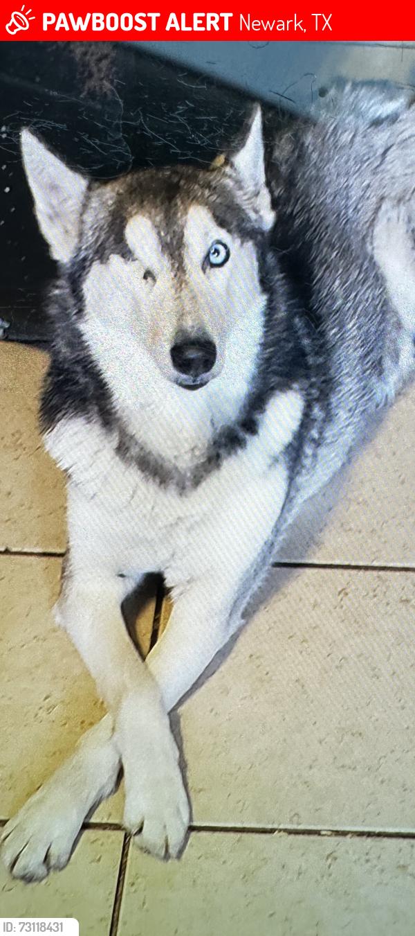 Lost Female Dog last seen Highway 718, Newark, TX 76071