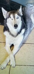 Lost Female Dog last seen Highway 718, Newark, TX 76071