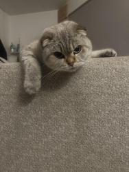 Lost Female Cat last seen Greyhound Road, Greater London, England N17 6XP