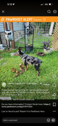 Lost Male Dog last seen Cr4701, Dayton, TX 77535