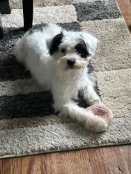 Lost Male Dog last seen 7 mile, Detroit, MI 48234
