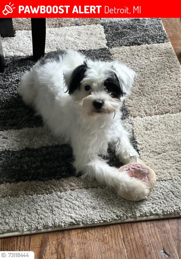 Lost Male Dog last seen 7 mile, Detroit, MI 48234