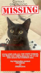 Reunited Male Cat last seen Northfields, Stansted Mountfitchet, England CM24 8DH