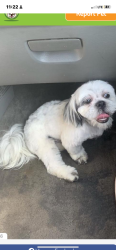 Lost Male Dog last seen E st & 25th, San Bernardino, CA 92405