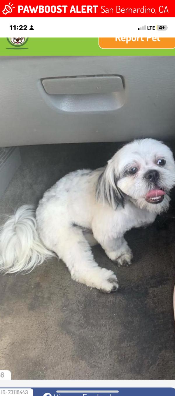 Lost Male Dog last seen E st & 25th, San Bernardino, CA 92405