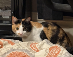 Reunited Female Cat last seen Found on cross streets of E 28th St and 33rd Ave S, Minneapolis, MN 55406